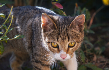kitten in the grass