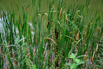 Fototapeta premium group of reeds with green stems on the coast of the pond, close-up