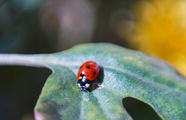 Red beetle on a flower leaf
