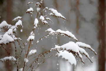 Dry herbs covered with snow, winter mood, selective focus