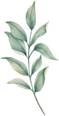 Fototapeta na wymiar Watercolor leaves botanical natural element illustration 