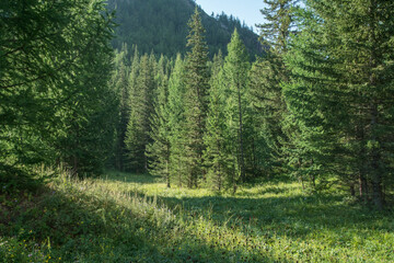 Fototapeta na wymiar Forest edge on a summer morning, greenery of trees and grass