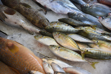 Fische und Meeresfrüchte auf Markt