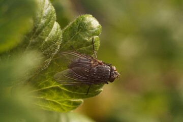 Closeup of a blowfly on the green leaves.