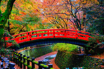 Colorful autumn leaves on a rainy day at Kitano Tenmangu Shrine in Kyoto, Japan.