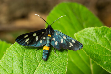 Close up of a nine spotted moth Amata phegea with spread wings