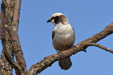 Southern White-crowned Shrike (Eurocephalus anguitimens) perching on a tree branch