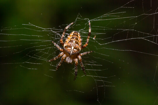 Baby spider Araneus diadematus on the web, summer sunny day natural environment