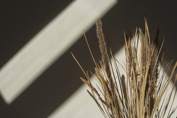 Aesthetic dried pampas grass, reeds in sunlight shadows on neutral wall. Minimalist Parisian vibes...