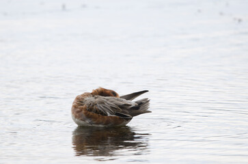 Eurasian wigeon Mareca penelope. Male preening. Lake Yunoto. Nikko National Park. Japan.