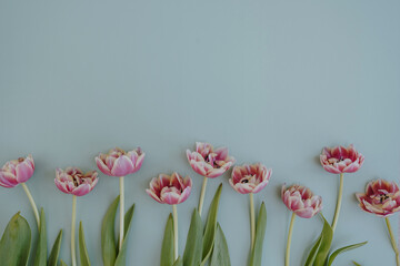 Tulip flowers on pastel blue background with copy space. Flat lay, top view