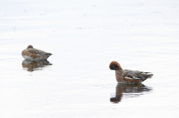 Eurasian wigeon Mareca penelope. Male preening. Lake Yunoto. Nikko National Park. Japan.