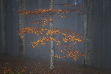 Autumn view of the foggy forest. Colorful landscape with enchanted trees and foliage.