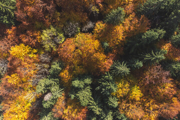 Autumn aerial view of the colorful forest