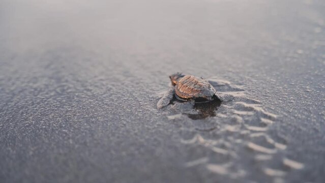 Baby turtle resting and going for ocean water, back handheld view