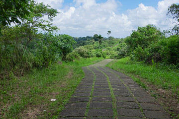 Fototapeta na wymiar Chemin dans les rizières à Bali.
