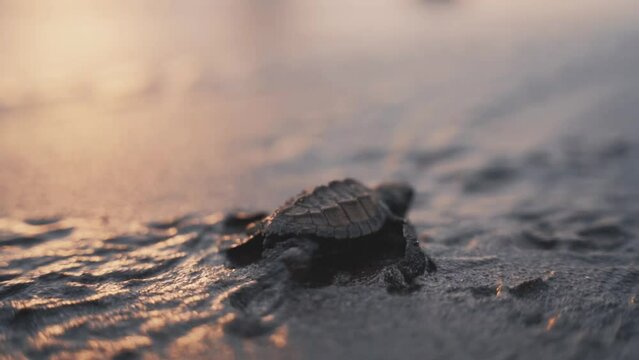 Baby turtle struggling to reach ocean, cinematic close up view. Sunset glow