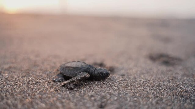 Baby turtle struggling on sandy coastline to reach sea water, close up view