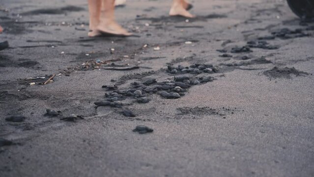 Scientist releasing baby turtles on sandy coastline, bare feet