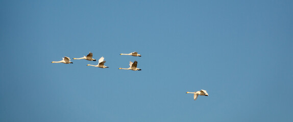 Whooper swans, or common swans, flying and migrating