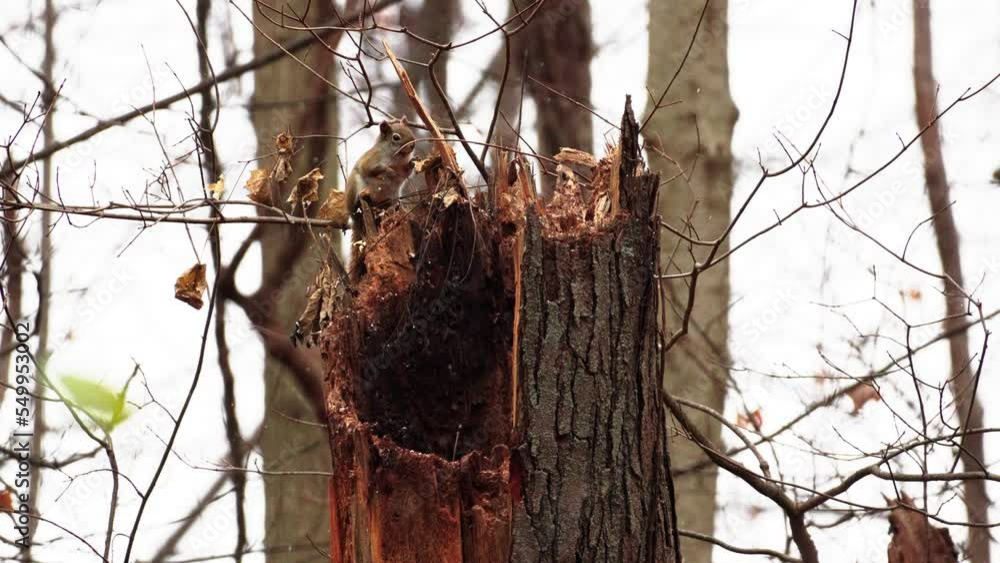 Poster slowmotion shot of a red squirrel exploring the inside of a tree with snow falling