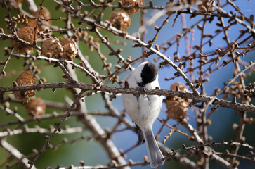 Willow tit Poecile montanus eating. Nikko National Park. Japan.