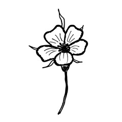 Vector hand drawn flower illustration doodle flower