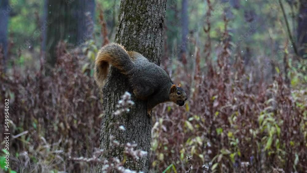 Poster static shot of a squirrel with a nut in its mouth running down a tree