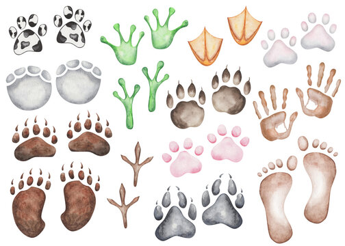 Watercolor illustration of hand painted handprint and footprint of man. Paw of dog, wolf, elephant, frog, bird, duck, bear, cat. World Animal Day. Isolated clip art of human and animal friendship