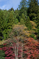 Mixed forest in autumn. Nikko National Park. Japan.