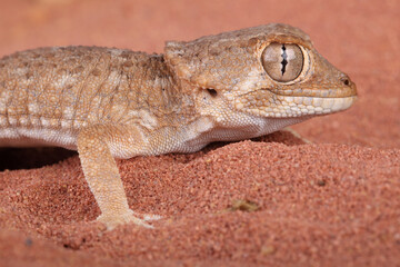 A Helmeted Gecko in the sand

