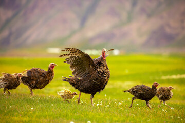 Turkeys walk on the grass in a green meadow in a pasture. Animal husbandry and agriculture in the mountains.