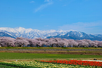 Fototapeta na wymiar 舟川べり桜並木。春の四重奏。朝日、富山、日本。4月中旬。