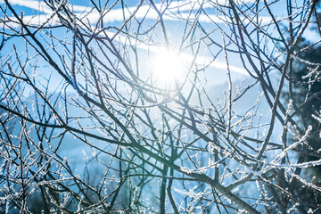Sun shining through trees