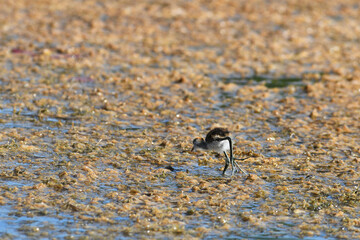 A young Comb Crested Jacana is walking across floating vegetation on a river in The Kimberleys, Australia. His body is dwarfed by his large feet and long legs. He is covered by brown and white down.