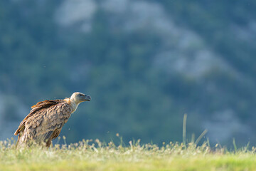 A griffon vulture (Gyps fulvus)