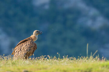A griffon vulture (Gyps fulvus)