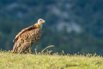A griffon vulture (Gyps fulvus)