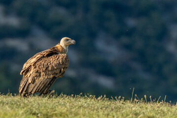 Fototapeta premium A griffon vulture (Gyps fulvus)