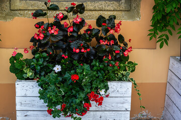 Fototapeta na wymiar decorating window sills on the street side red geranium in flowerpots. Blooming red Pelargonium hortorum