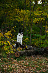 Obraz na płótnie Canvas Portrait of beauty border collie. Young dog in the park, playing dog on the grass in the autumn, beautiful nature colors