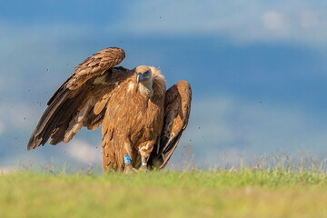 A griffon vulture (Gyps fulvus)