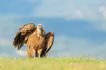 A griffon vulture (Gyps fulvus)
