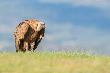 A griffon vulture (Gyps fulvus)