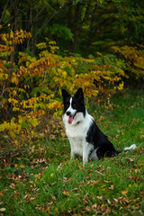Portrait of beauty border collie. Young dog in the park, playing dog on the grass in the autumn, beautiful nature colors