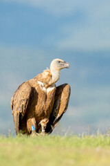 A griffon vulture (Gyps fulvus)