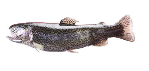 Trout fish isolated on white