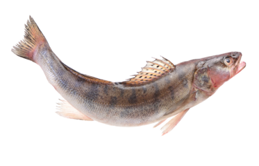 Perch fish on white background