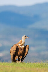 A griffon vulture (Gyps fulvus)