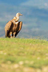 A griffon vulture (Gyps fulvus)